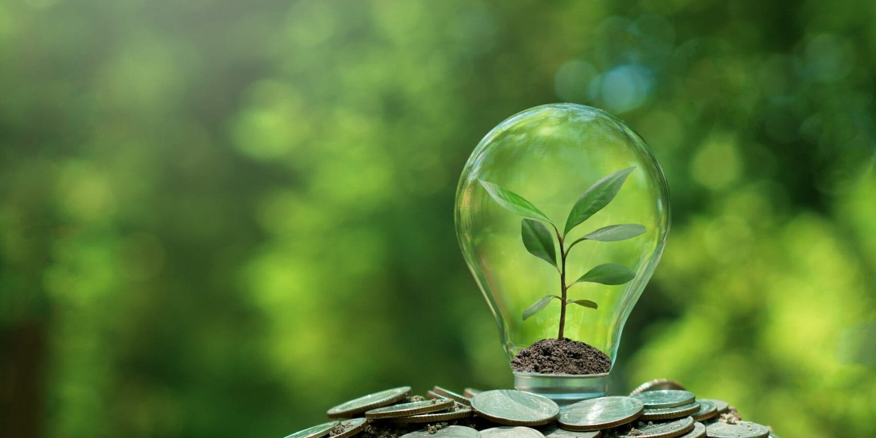 Small tree planted in light bulb on coin with nature background. Saving energy and eco concept.